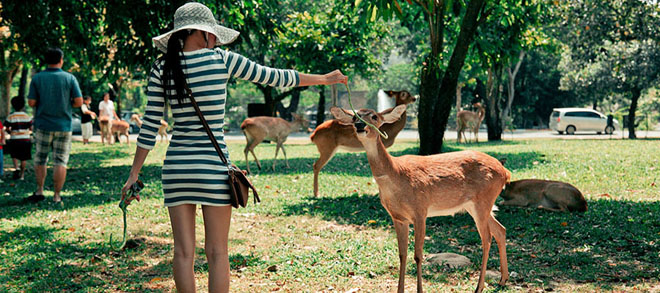 Khao Kheow Zoo rental car Q&A,Khao Kheow Zoo Golf car rental,Khao Khiao Zoo rental car,Khao Khieo Zoo rental car,Khao Kheow Zoo Golf car price,Golf cart service in Khao Kheow Zoo,Khao Kheow Zoo open time,Khao Kheow Zoo transport Q&A,Khao Kheow Zoo traffic tips,travel in Thailand,zoo in Pattaya