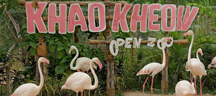 Khao Khiao Open Zoo Tour plan 2015,Khao Khieo Open Zoo Tour plan 2015,how to go Khao Kheow Open Zoo,Khao Kheow Open Zoo map,Khao Kheow Open Zoo review,Khao Kheow Open Zoo entrance fee,Khao Kheow Open Zoo price,Khao Kheow Open Zoo ticket,Khao Kheow Open Zootiming,Khao Kheow Open Zoo hotel,Khao Kheow open zoo koala cub, attraction in pattaya 2015,