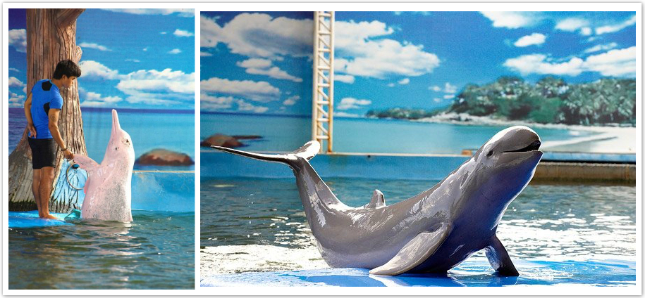 Pattaya Dolphin World ticket price, entrance fee, price, Pattaya Dolphin World address, Pattaya Dolphin World Tel, Pattaya Dolphin World & Resort map, Pattaya Dolphin World review, Pattaya Dolphin show, Pattaya Dolphin World show time, Theme Park in pattaya Thailand, Pattaya Dolphin Park, Pattaya-Dolphin-World,Dolphin Lagoon,pattaya pink dolphin,