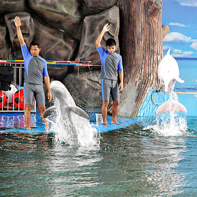  Pattaya Dolphin World & Resort daily price 2015,Pattaya Dolphin World ticket price,Pattaya Dolphin World   & Resort entrance fee,Pattaya Dolphin World open time,Pattaya Dolphin World show time,Pattaya Dolphin World infos,travel in Pattaya,Thailand attractions,Pattaya Dolphin Show