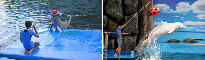 Pattaya Dolphin World & Resort Visit 2015 Q&A,Pattaya Dolphin World & Resort visit plan,Pattaya Dolphin   World attractions,Pattaya Dolphin World & Resort tour,Pattaya Dolphin World overview,Pattaya Dolphin   World ticket price,Pattaya Dolphin World dolphin show time,Pattaya Dolphin World & Resort travel plan,travel in Pattaya,Pattaya Dolphin Show