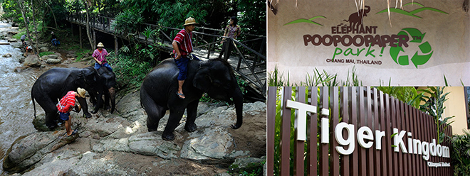 Attractions close to Maesa Elephant Camp,Attractions close to Maesa Elephant Camp 2015,Attractions close to Maesa Elephant Camp in Chiang Mai,Maesa Elephant Camp,Maesa Elephant Camp E-Ticket,Elephant PooPooPaper Park,Tiger Kingdom