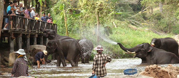 Attractions close to Maesa Elephant Camp,Attractions close to Maesa Elephant Camp 2015,Attractions close to Maesa Elephant Camp in Chiang Mai,Maesa Elephant Camp,Maesa Elephant Camp E-Ticket,Elephant PooPooPaper Park,Tiger Kingdom