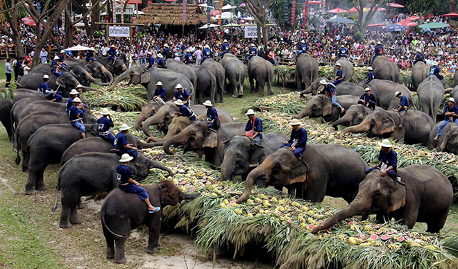 Maesa Elephant Camp price 2015, ticket cost 2015, entrance fees 2016, promo, cheap ticket, Maesa Elephant Camp showtimes, Maesa Elephant Camp elephant shows, Maesa Elephant Camp infos, Maesa Elephant Camp in Chiang Mai, Attractions in Chiang Mai, travel in Thailand