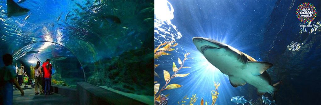 Sea Life Bangkok Ocean World ticket price, entrance fee, Siam Ocean World, Aquarium Bangkok, aquarium, Bangkok tours, tourist destinations in Bangkok Thailand, Ocean Word in Bangkok Thailand