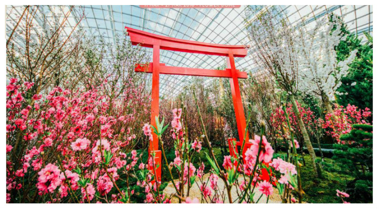Gardens By The Bay in Singapore In 2016, "Blossom Beats" In 2016, Japanese Style Garden In Singapore, Sakura Exhibition In March In Singapore