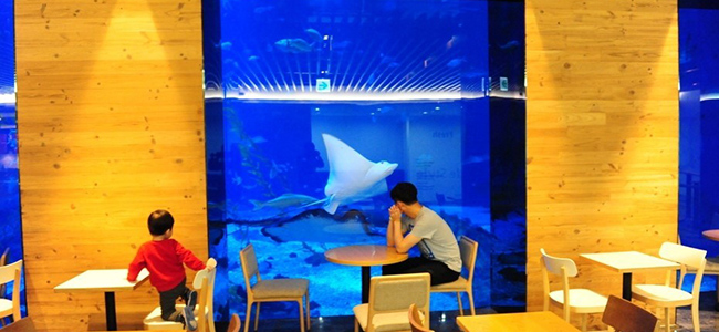 faq aqua planet jeju,faq aqua planet jeju 2016,jeju aquarium review,jeju aquarium review 2016,jeju aqua planet review 2016