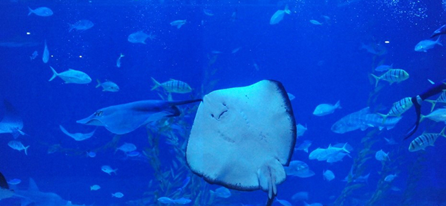 faq aqua planet jeju,faq aqua planet jeju 2016,jeju aquarium review,jeju aquarium review 2016,jeju aqua planet review 2016