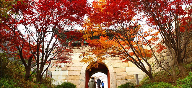 Fall in Love with Busan Autumn Fall Foliage!