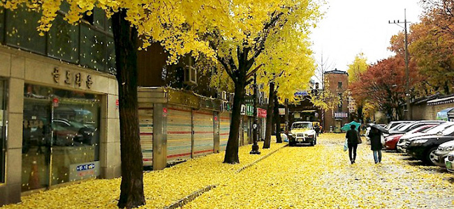 recommended Fall foliage in Korea 2016,best Fall foliage in Korea 2016,maple leaf in  Korea 2016,korea maple leaves 2016,korea fall 2016,Fall foliage in Korea 2016,korea maple season 2016,maple season korea 2016,maple season seoul 2016,maple season busan 2016,maple season jeju 2016,best Fall foliage in seoul 2016,best Fall foliage in busan 2016,best Fall foliage in jeju 2016,recommended Fall foliage in seoul 2016,recommended Fall foliage in jeju 201,