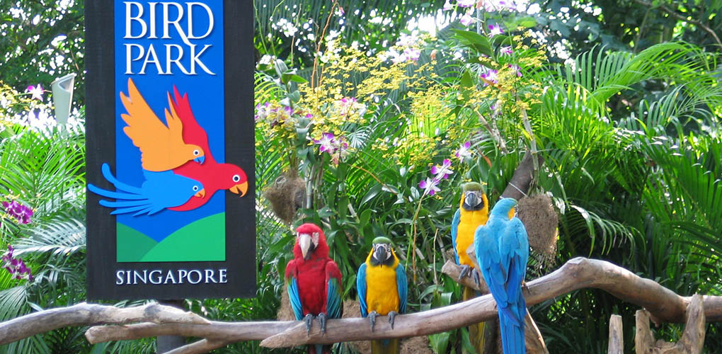 Phuket Bird Park Ticket,Phuket Bird Park Entrance Fee,Thailand Birds Park Visit,Phuket Bird Park Price,Phuket Bird Park Location,Phuket Bird Park Map,Phuket Bird Park Show Time,Phuket Bird Park Address,Phuket Bird Park Visit
