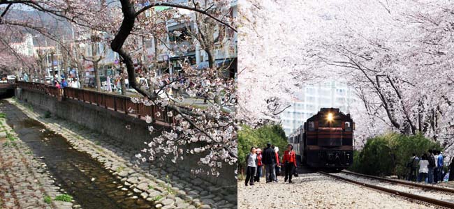 Trip to Jinhae Gunhangje Cherry Blossom Festival 2017,Jinhae Gunhangje Festival 2017,Trip to Jinhae Gunhangje Cherry Blossom Festival 2017 from Seoul
