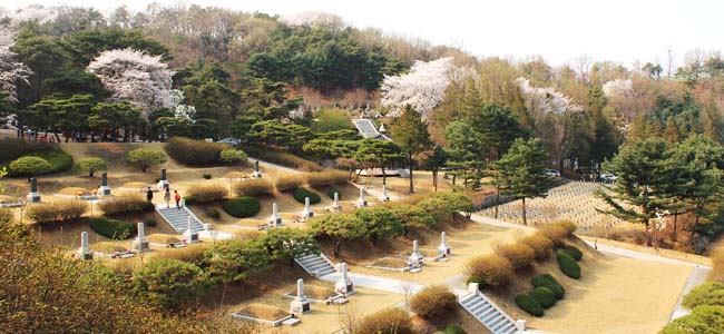 Seoul National Cemetery Cherry,Seoul National Cemetery Cherry 2017