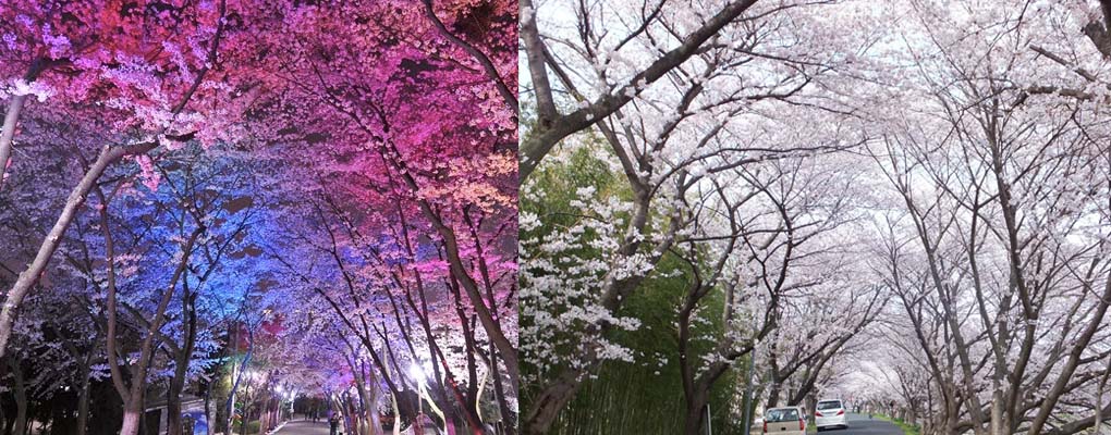 Dodangsan Mountain Cherry Blossom Festival
