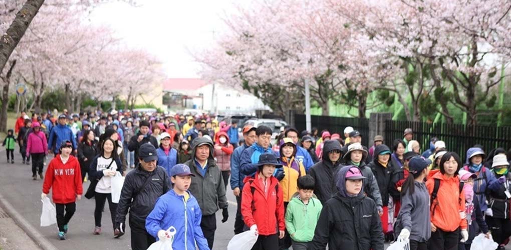 Jeju Cherry Blossom Festival Tour, Jeju Cherry Blossom Festival Tour, Jeju Private Tour Cherry Blossom Festival, Rent a car to jeju cherry blossom festival
