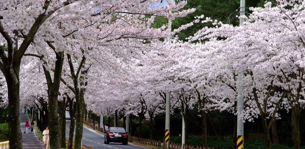 Jeju Cherry Blossom Festival Tour, Jeju Cherry Blossom Festival Tour, Jeju Private Tour Cherry Blossom Festival, Rent a car to jeju cherry blossom festival