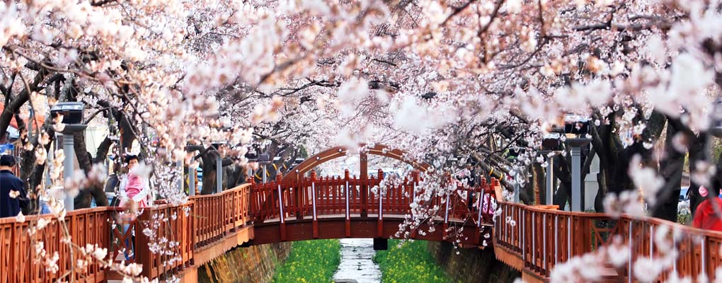 Jinhae Cherry Blossom Festival Day Tour (from Busan)