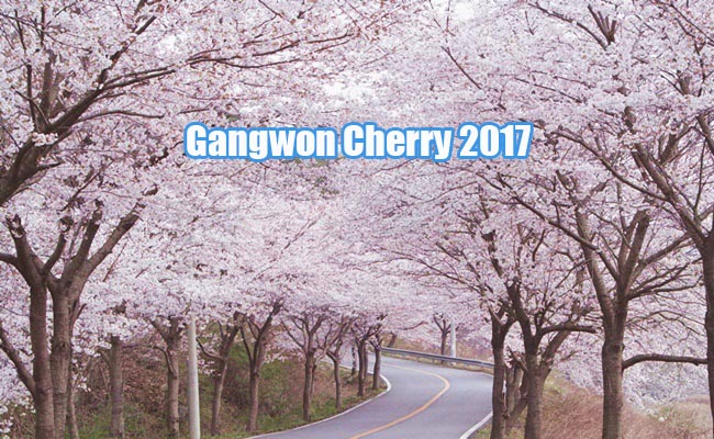 Expected Cherry Festival Korea 2017,Best Cherry Tour Korea 2017
