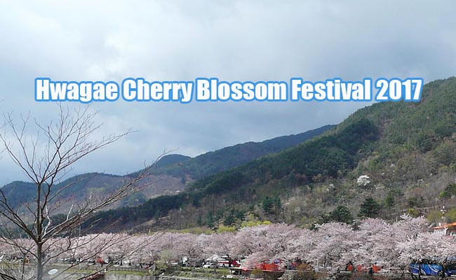 Expected Cherry Festival Korea 2017,Best Cherry Tour Korea 2017