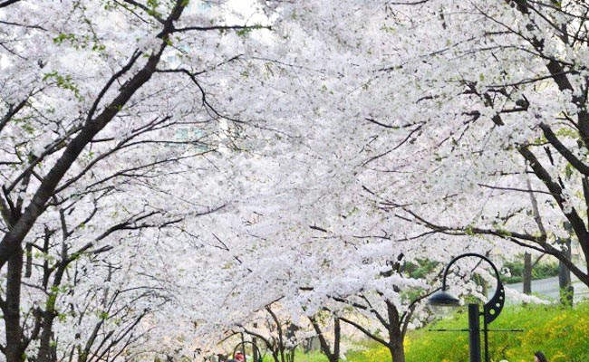 Seokchonhosu Lake Cherry Blossom Festival 2017