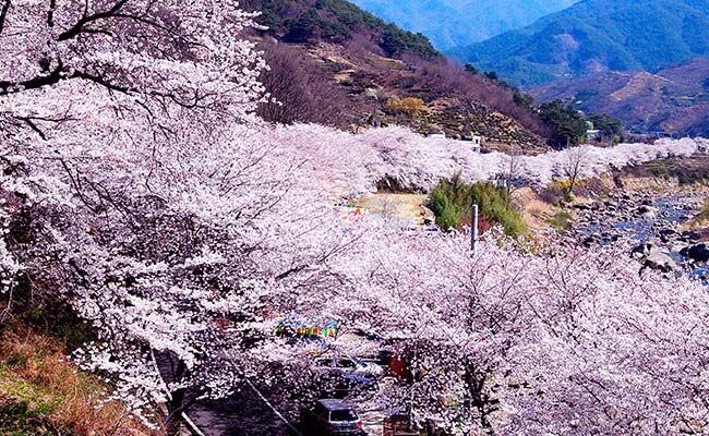 Hwagae Cherry Blossoms Festival 2017