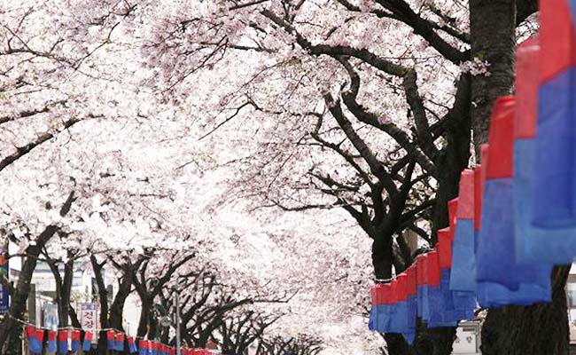 Jeju King Cherry Blossom Festival 2017