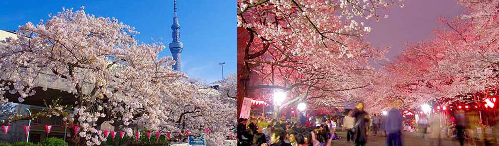 Tokyo Sakura Day Tour, Ueno Sakura Matsuri, Sumida Sakura Matsuri, Chiyoda-no-Sakura Matsuri