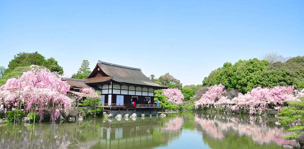 Kyoto Sakura Day Tour, Tenryuji Temple, Ninna-ji Temple, Arashiyama, Kitano Tenmangu Shrine, Heian Shrine