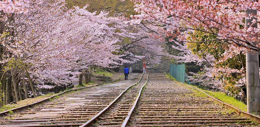 Kyoto Sakura Day Tour, Tenryuji Temple, Ninna-ji Temple, Arashiyama, Kitano Tenmangu Shrine, Heian Shrine