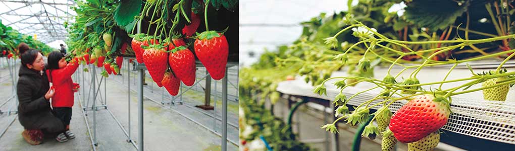 Odawara Castle & Strawberries Picking & Hakone Sightseeing Cruise Day Tour from Tokyo