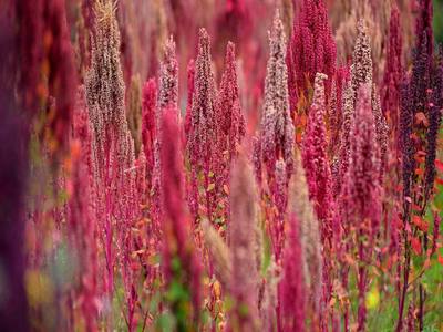 Quinoa plants in Peru (© Westend61 GmbH/Alamy)