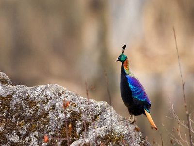 Male Himalayan monal in Sagarmāthā National Park, Nepal (© Patricio Robles Gil/Minden Pictures)