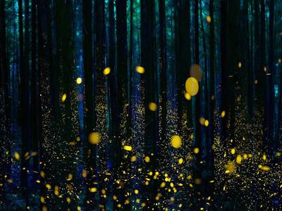 Fireflies illuminate a forest in Shikoku, Japan (© Hiroya Minakuchi/Minden Pictures)