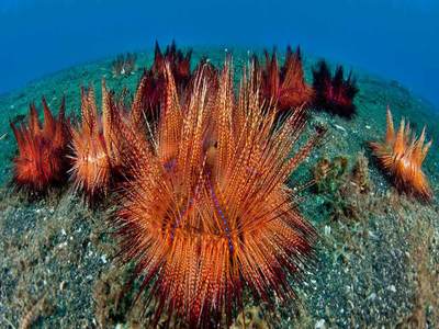 Fire urchins (aka red urchins) in Lembeh Strait, North Sulawesi, Indonesia (© Jurgen Freund/NPL/Minden Pictures)