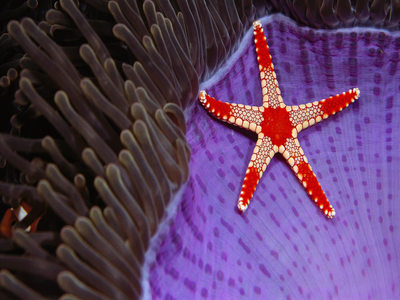 Necklace sea star on a magnificent sea anemone near Sipadan Island, Borneo (© Norbert Wu/Minden Pictures)