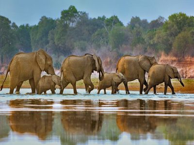 Elephants crossing Luangwa River, Zambia (© Frans Lanting/Gallery Stock)