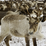 Expedition - Footsteps of Russia's Reindeer Herders
