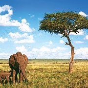 Tanzania Safari under Canvas