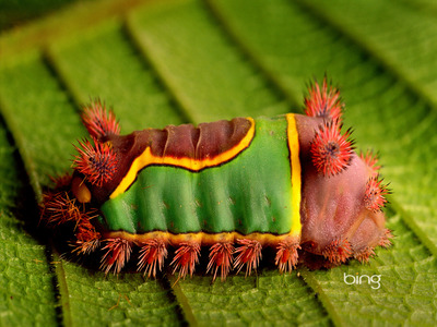 Saddleback caterpillar on a leaf in the Cockscomb Basin, Belize (© Frans Lanting/Corbis)