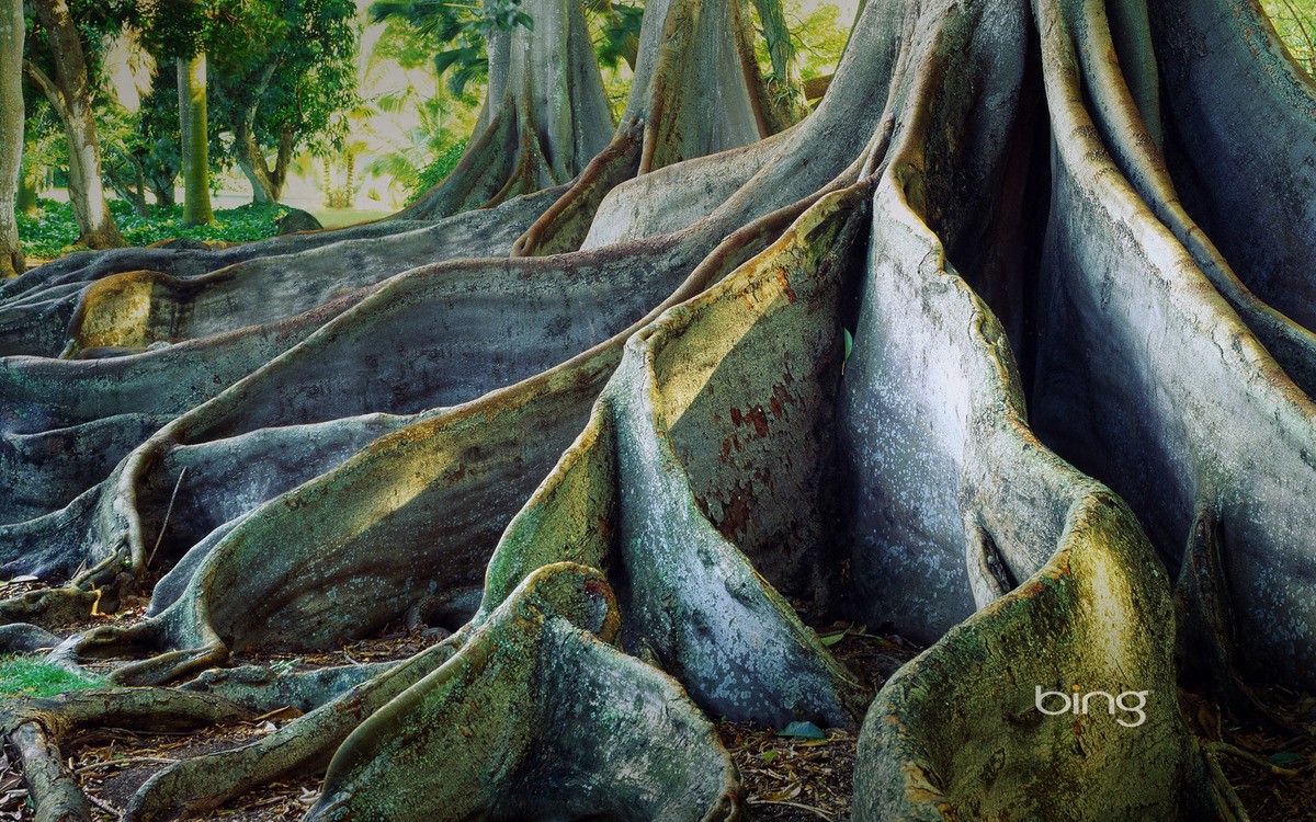 Giant Ficus Trees At The National Tropical Botanical Garden On The
