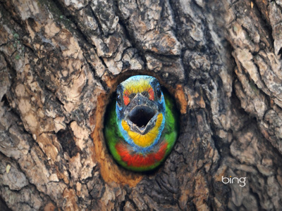 A Muller's Barbet, a species endemic to Taiwan, stands guard by its nest in Taipei (© Sam Yeh/Getty Images)