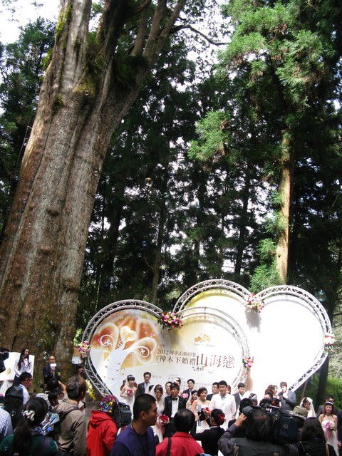 Love in Alishan ─ Wedding under Sacred Tree